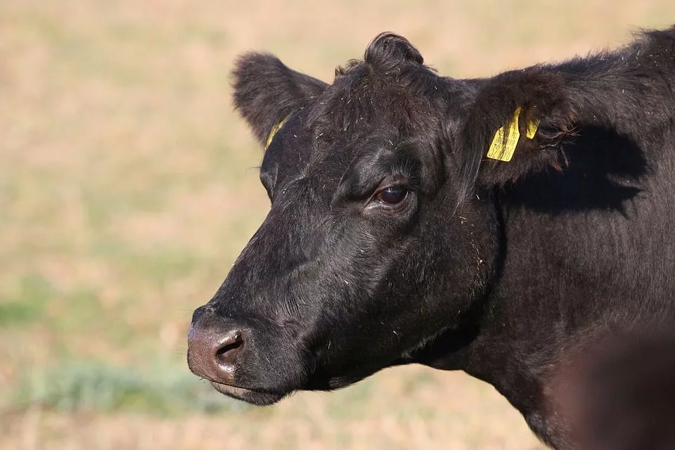 cow-3755947_960_720-jpg