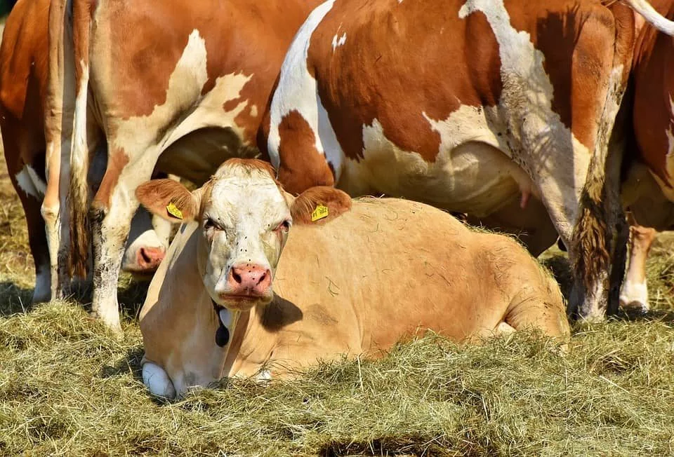 cow-3678880_960_720-jpg