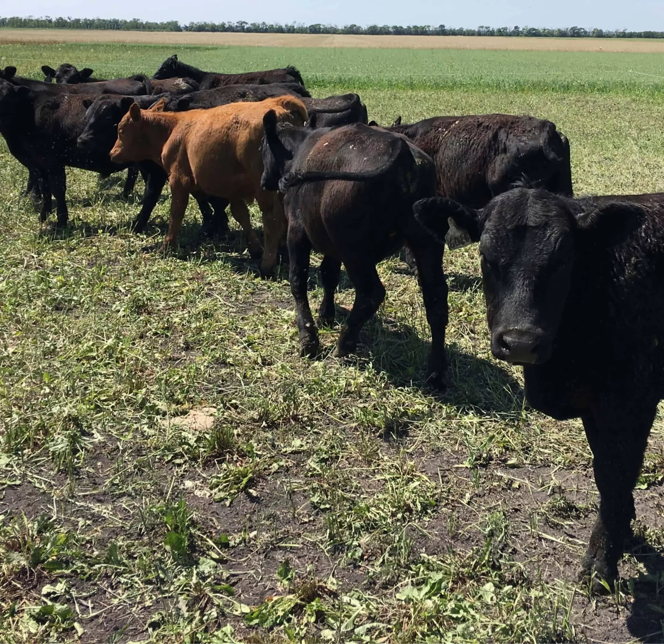 grazing-cover-crop-jpg