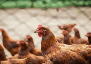 chicken-png