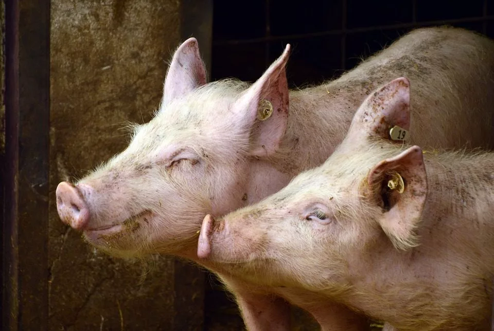 pigs-3967549_960_720-jpg