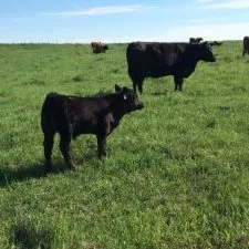 pair-of-cows-ndsu-jpg
