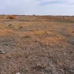 pasture-drought-ndsu-jpeg-6