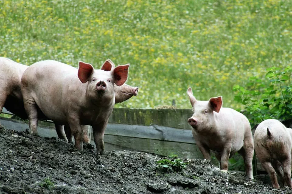pigs-6345790_960_720-jpg