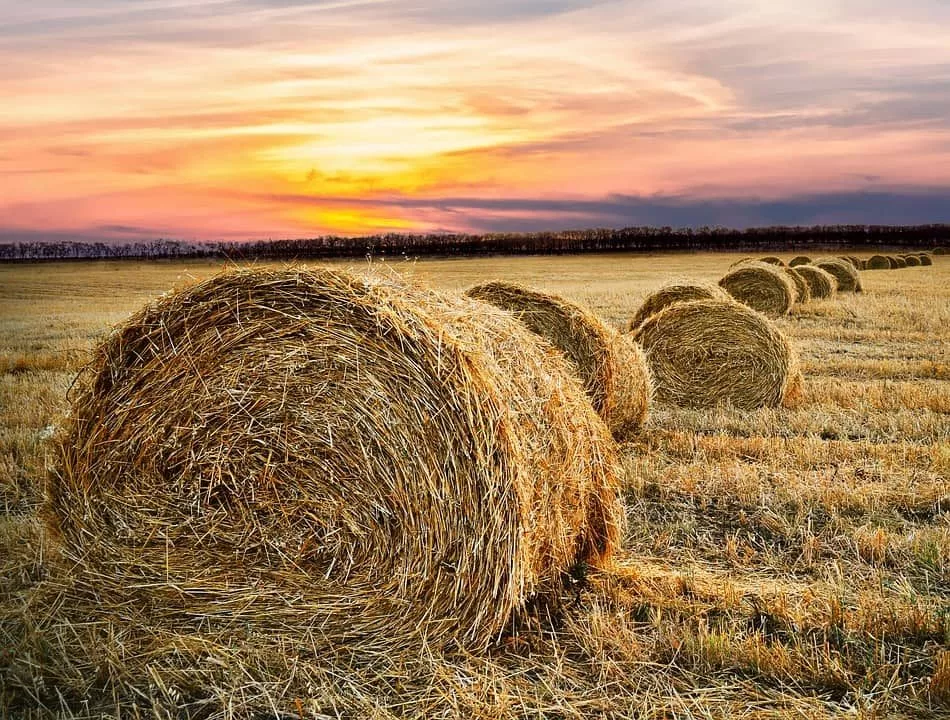 hay-bale-2360078_960_720-jpg