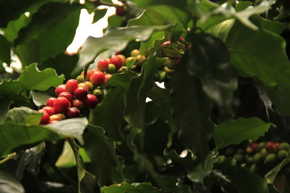 coffee-grains-1485589_960_720-jpg