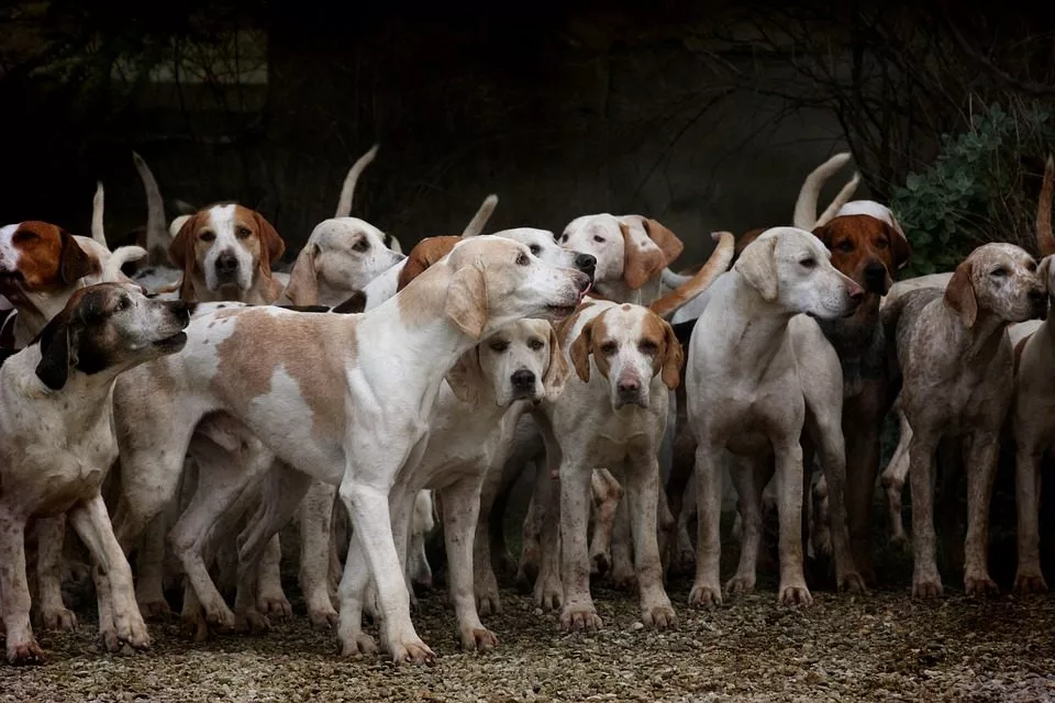 dog-2691871_960_720-jpg