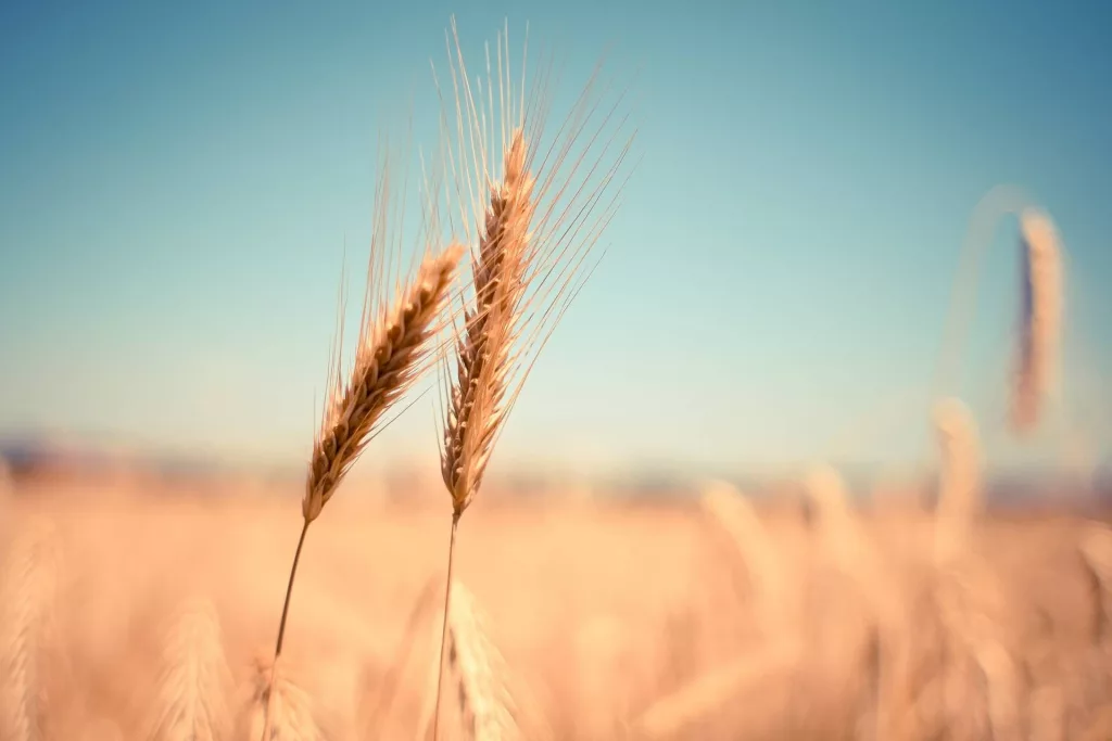 wheat-865152_1920-jpg