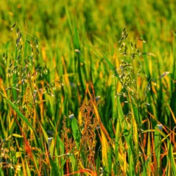 weeds-png