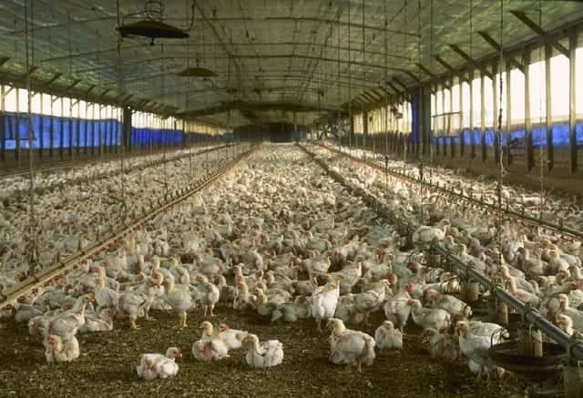 purdue-chickens-jpg