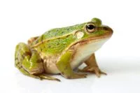 frog-isolated-on-white-background