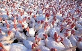USDA-Poultry
