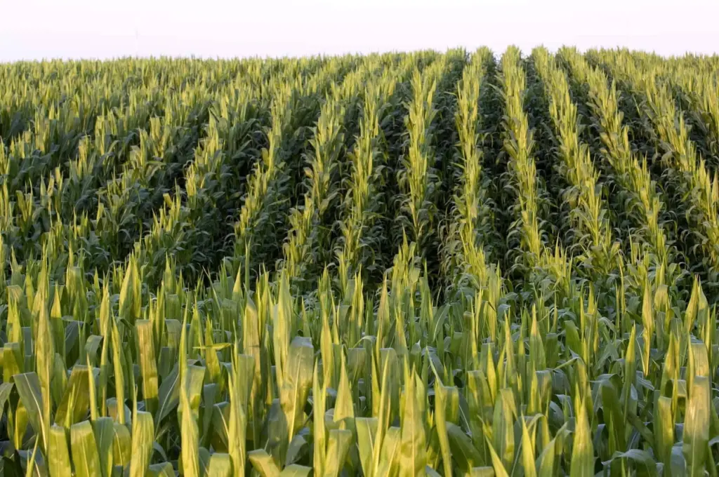 cornfield