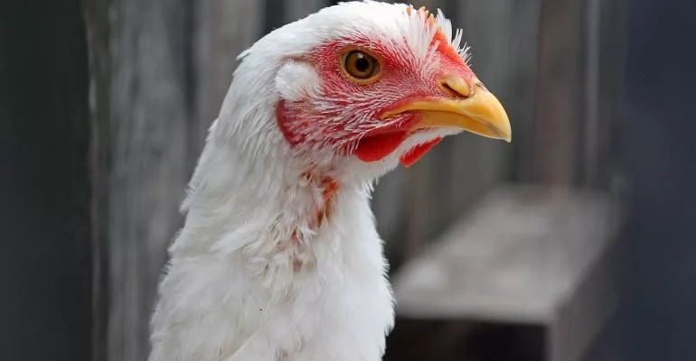 broiler-chicken_katoosha_istock_thinkstock-539041571-jpg