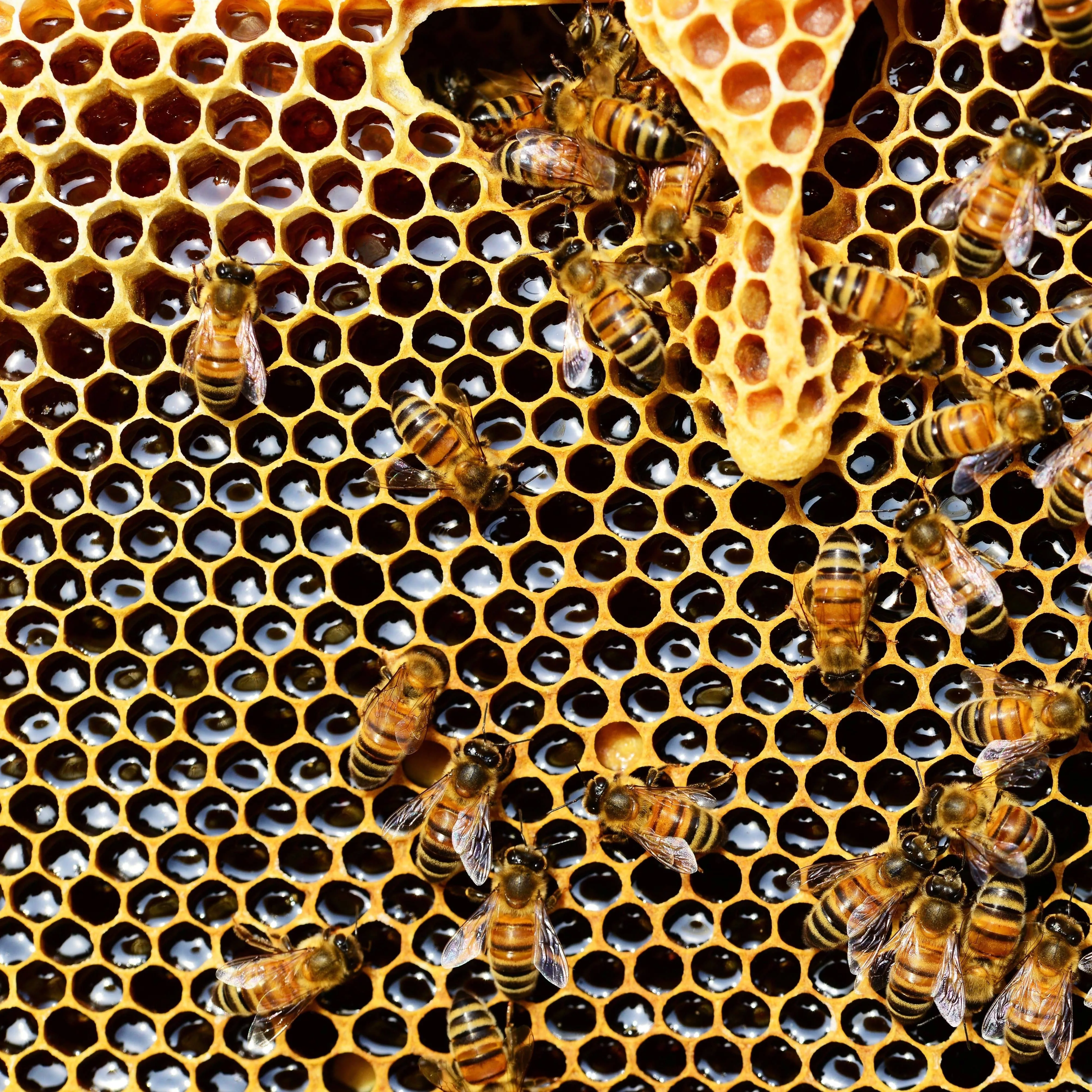 bees-1