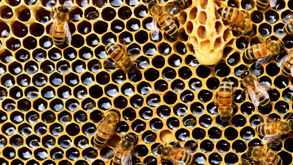 bees-1-2