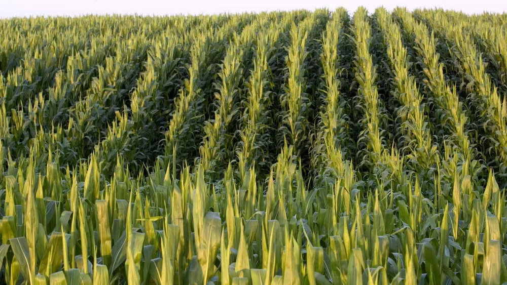 cornfield-jpg