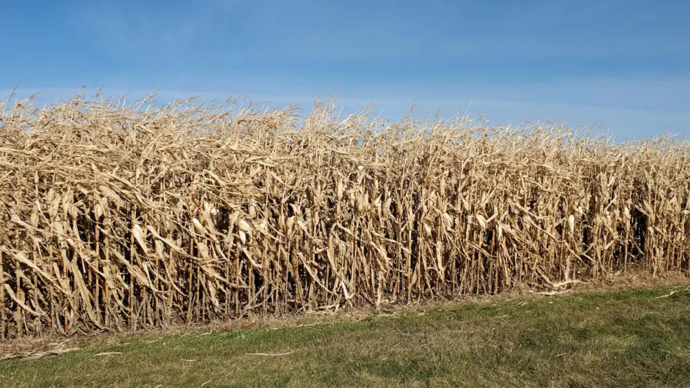 unharvested-corn-jpg