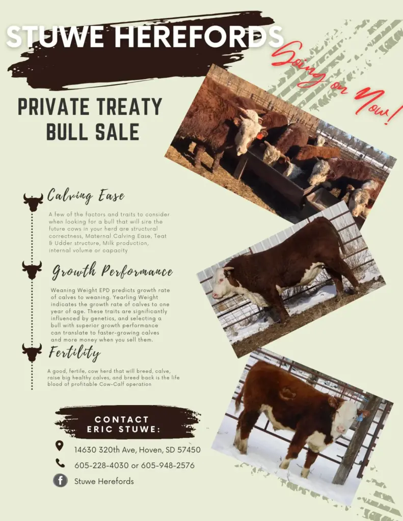 stuwe-herefords-flyer-jpg