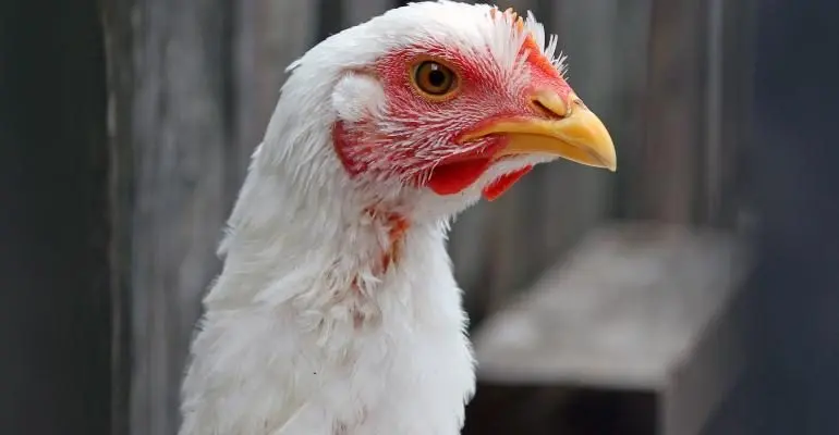 broiler-chicken_katoosha_istock_thinkstock-539041571-jpg-2