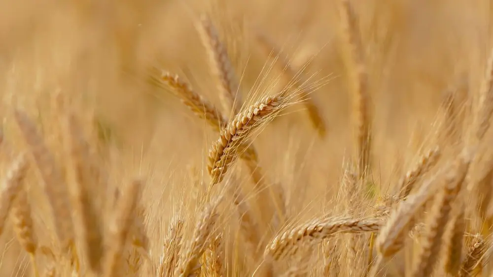 wheat-3241114_1280-jpg-2