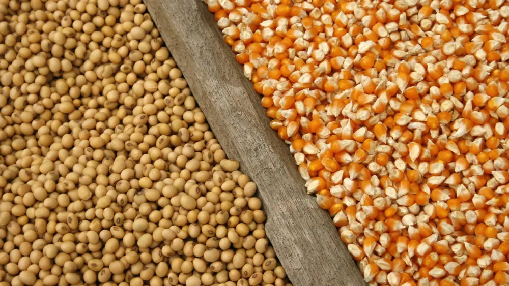 corn-and-soybean_adobestock_65631699-2-jpeg-9
