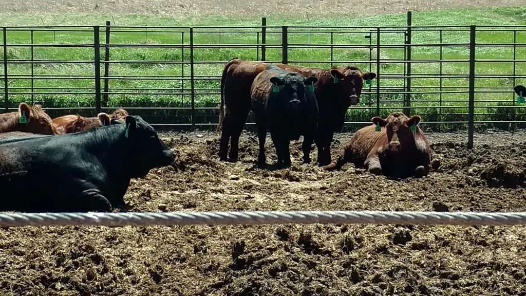 these-feedlot-cattle-wait-for-a-slaughter-date-because-the-coronavirus-pandemic-has-backlogged-slaughter-capacity-ndsu-photo-jpg