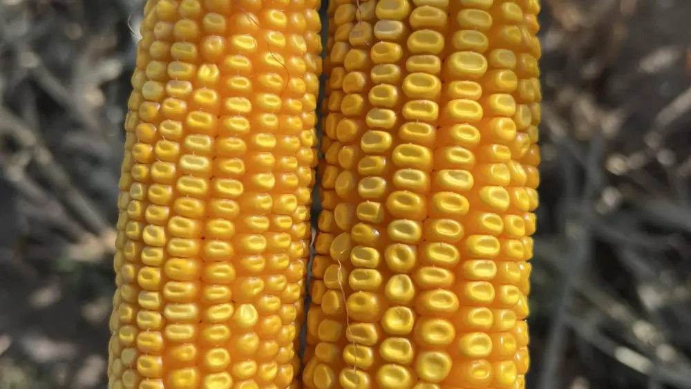 corn-research-will-be-among-the-topics-covered-during-this-years-central-dakota-ag-day-ndsu-photo-jpg