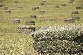 hay-bales-jpg