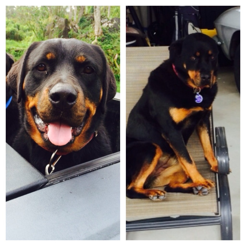 Lost Dog(s) in Hilo KNWB