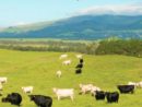 parker-ranch-cows-kohala-mtn-courtesy-pr-site-jpg