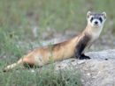 black-footed-ferrett-national-zoo-jpg