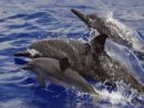 spinner-dolphins-ap-photo-jpg