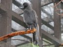 native-crows-jpg