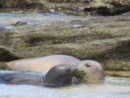 monk-seals-from-dlnr-2020-6-12-jpeg-3