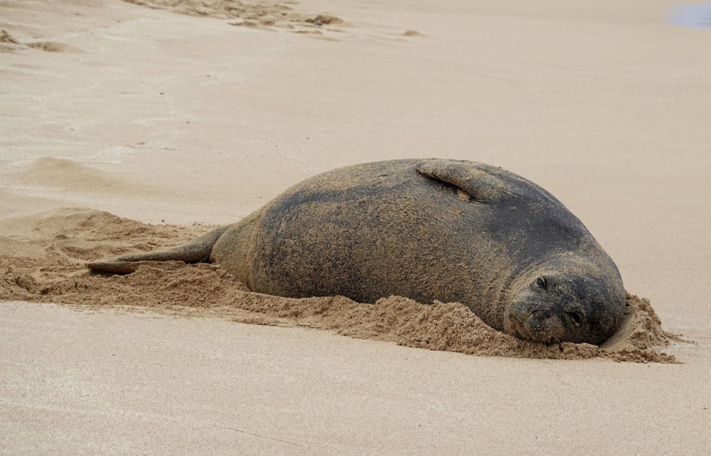 Hawaiian Monk Seal Shot in the Head on Molokaʻi - Vimarsana News