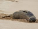 hawaiian-monk-seal-ap-photo-jpg-3