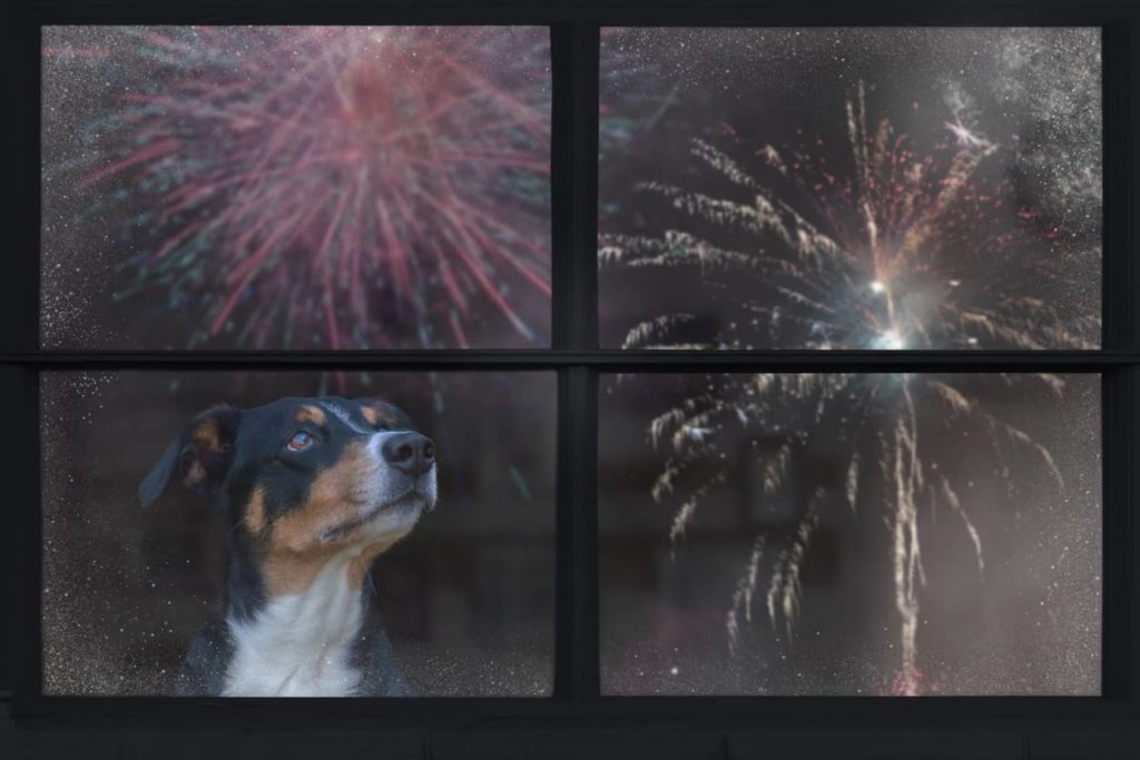 County Animal Control Offers Pet Safety Tips for the Holiday - Vimarsana News