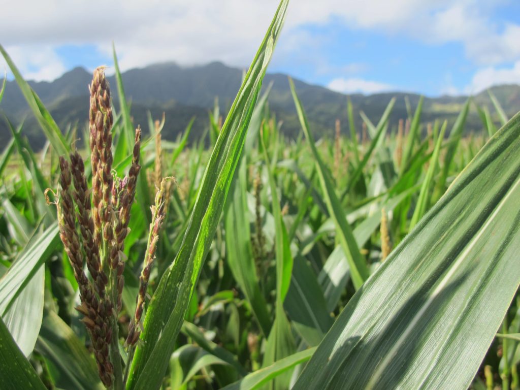 Hawaiʻi Specialty Crop Grant Program Accepting Applications - Vimarsana News