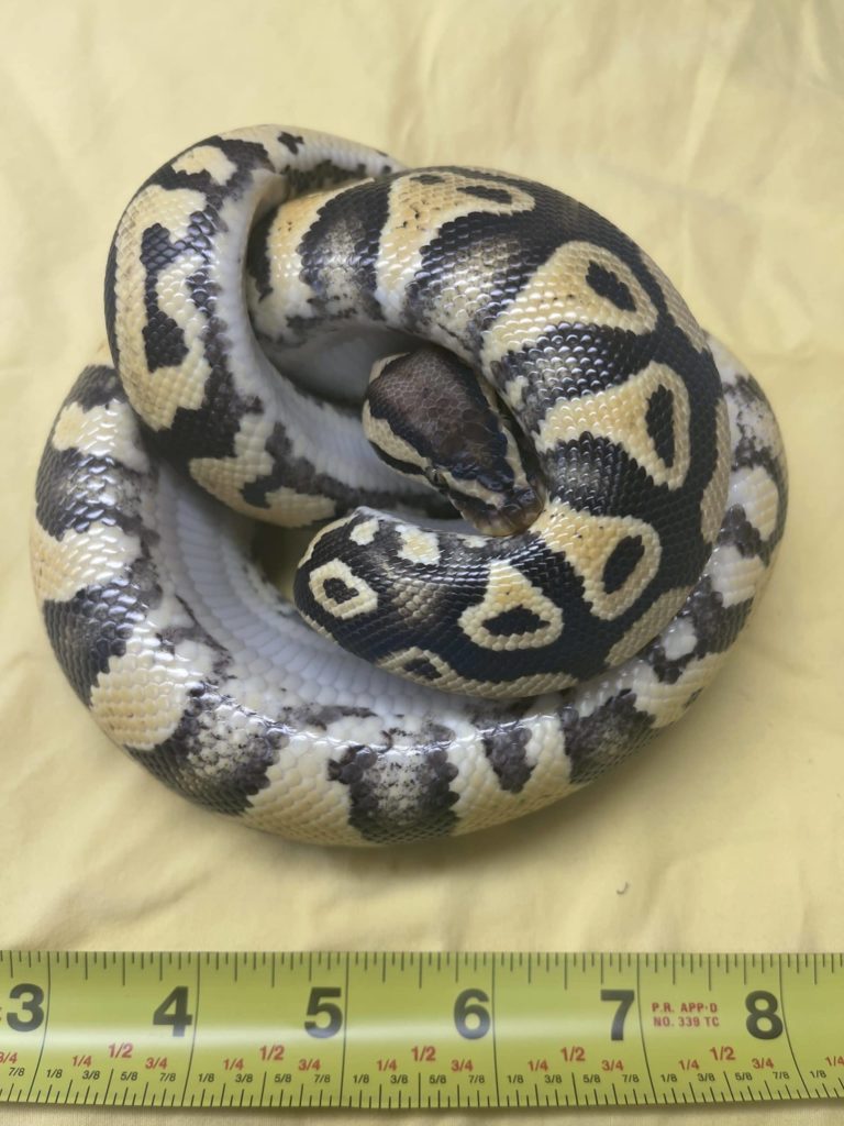Python Turned in at Honolulu Zoo Under Amnesty - Vimarsana News