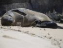 hawaiian-monk-seal-waikiki-ap-photo-jpeg-3
