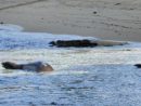 monk-seal-may-2023-dlnr-photo-jpeg-2