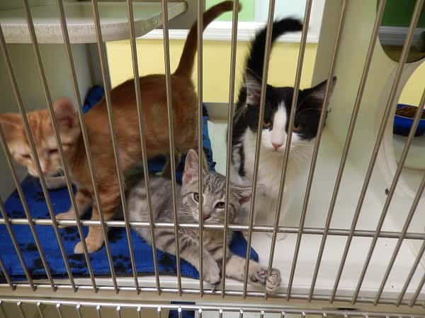 These kittens and many others are available for adoption at the Humane Society of Marshall County.