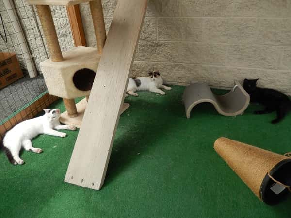 Cats lounge in their outdoor play area.