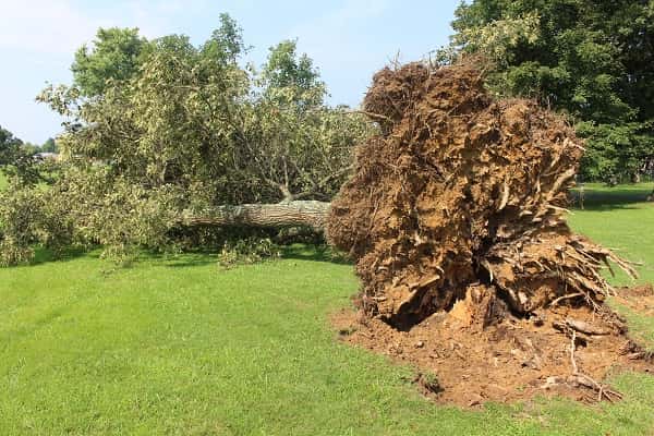 This large tree was uprooted by winds in the Draffenville area on Tuesday night.