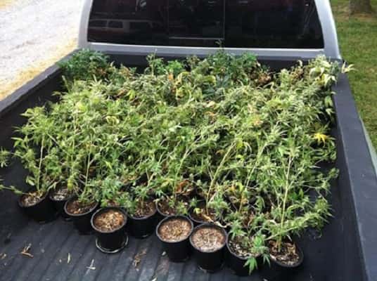 Some of the 120 marijuana plants seized yesterday.