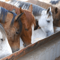 Horses