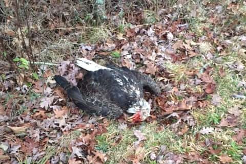 Bald eagle found dead along Paradise Road, in Grand Rivers.