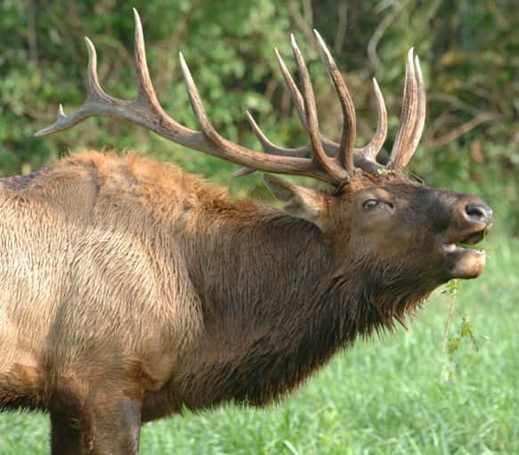 Elk bugling at Elk Bison Prairie, Photo by Sherry Bailey 