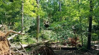 LBL Timber